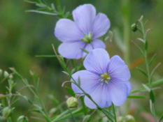 Linum perenne Overblijvend vlas bestellen